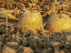 KU Leuven oogst eerste onder zonnepanelen gekweekte aardappelen