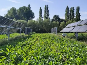 Agri-pv in België: nieuwe groeibriljant in solar?