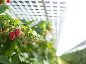 Vlaams Limburg start onderzoek naar teelt frambozen onder zonnepanelen