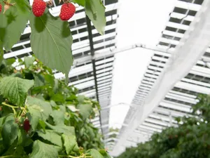 ‘Europees potentieel combinatie landbouw en zonnepanelen 944 gigawattpiek’