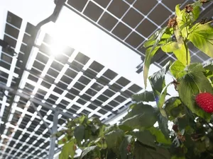 GroenLeven: pilot met zonnepanelen boven frambozen veelbelovend
