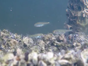 Biodiversiteit drijvend zonnepark Bomhofsplas verbeterd door biohutten