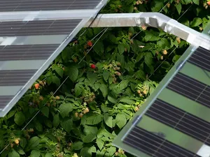 GroenLeven installeert 24.206 zonnepanelen boven frambozen Brabantse teler