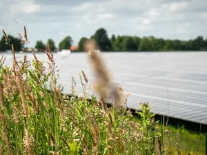 Onderzoek universiteit Groningen: zonneparken vormen nieuw type ecosysteem