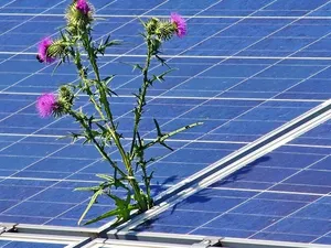 College van Rijksadviseurs: verbied zonnepanelen op natuur- en landbouwgrond