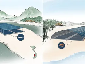 Fraunhofer gaat in Vietnam op land garnalen kweken onder zonnepanelen