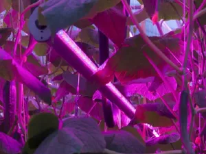 Canadees Albuna Farms gaat jaarrond komkommers telen dankzij Nederlandse led-verlichting
