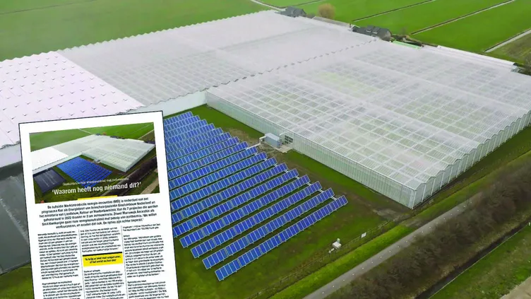 © Marrewijk Amaryllis