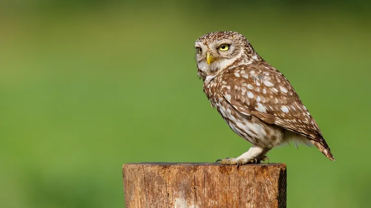 © Henkbogaard | Dreamstime.com