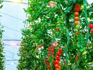 Sunterra Farms breidt productie aardbeien en tomaten uit met Philips GreenPower LED-belichting