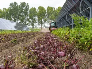 Eerste bieten geoogst bij zonnepark Symbizon