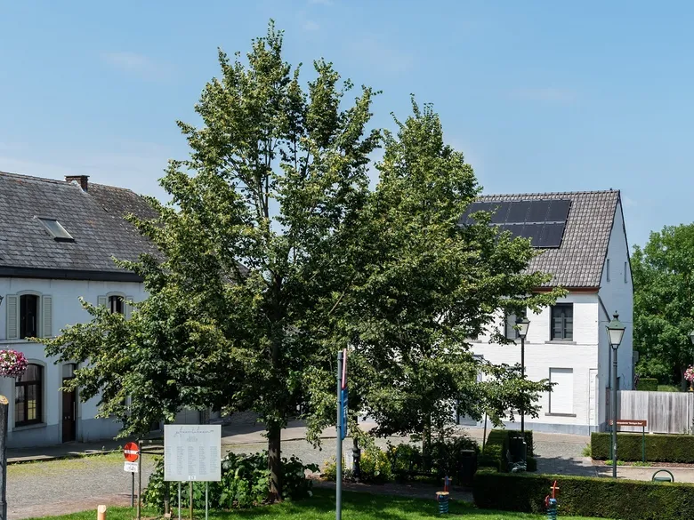 pinned-nieuws-item