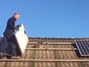 Nijmegenaar vindt wasbeer onder zijn zonnepanelen