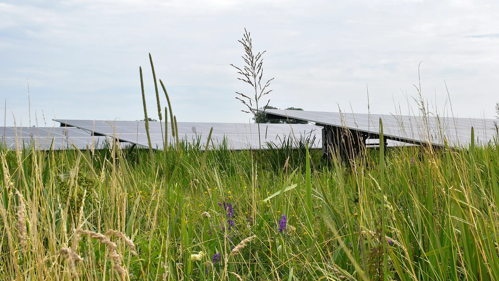 Faillissement dreigt voor coöperatieve zonneparken, oproep voor tijdelijk noodfonds
